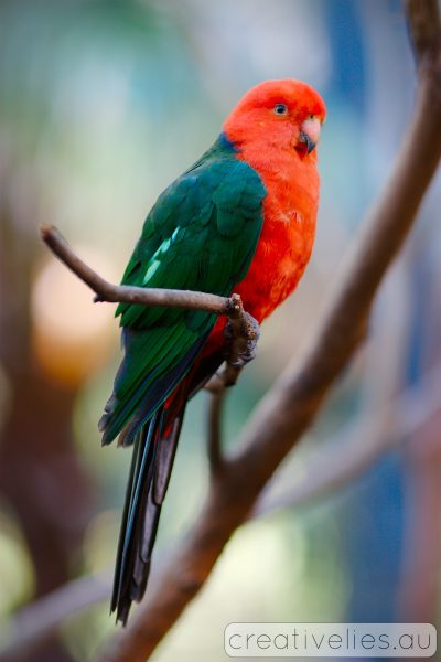 Blackbutt Reserve
