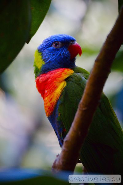 Nature photos